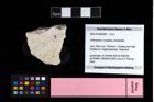 NHMW-GEO-2007z0149-0356_Ol_01.tifDecapoda indet.  (NHMW-GEO-2007z0149-0356)